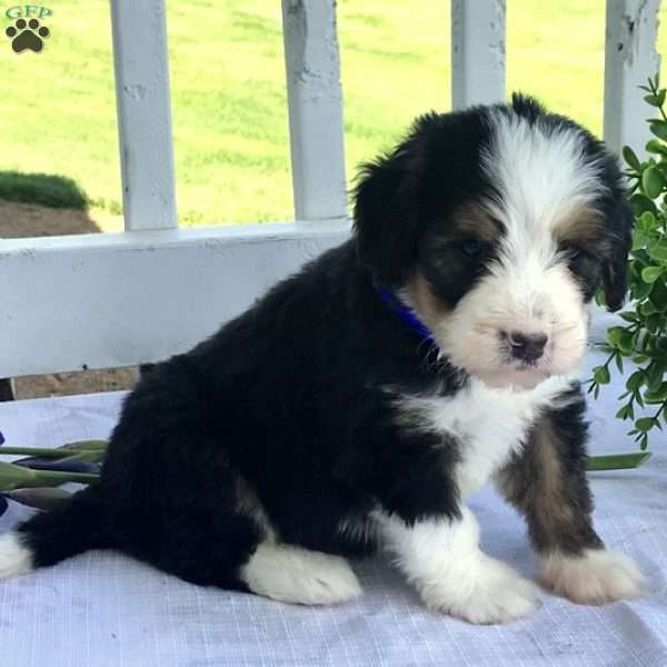 Blueberry, Bernedoodle Puppy